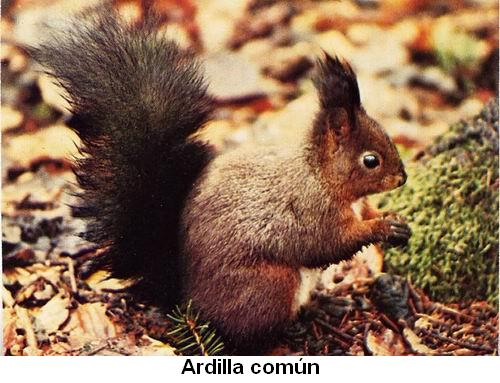 Ardilla común.jpg
